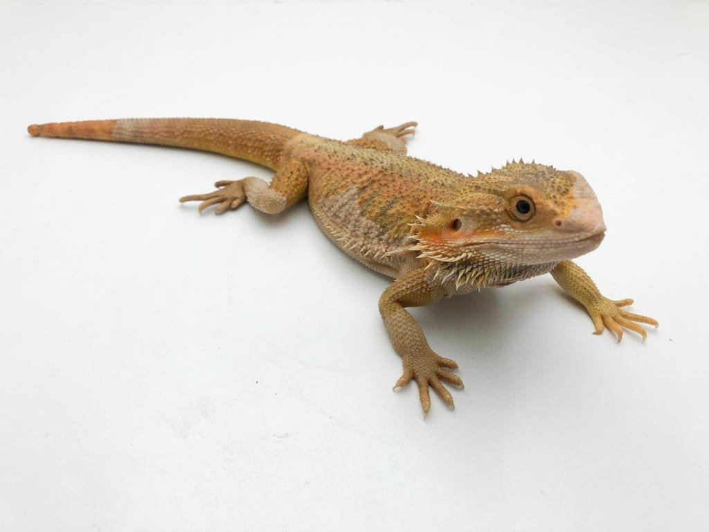 hypo bearded dragon