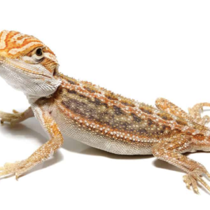 Hypo Leatherback Bearded Dragon