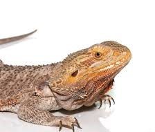 Classic Bearded Dragon