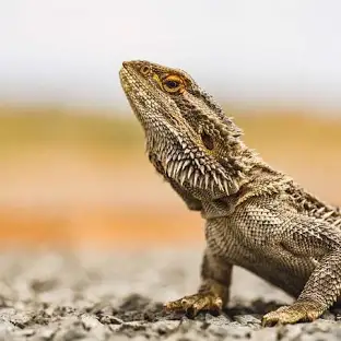 bearded dragon for sale